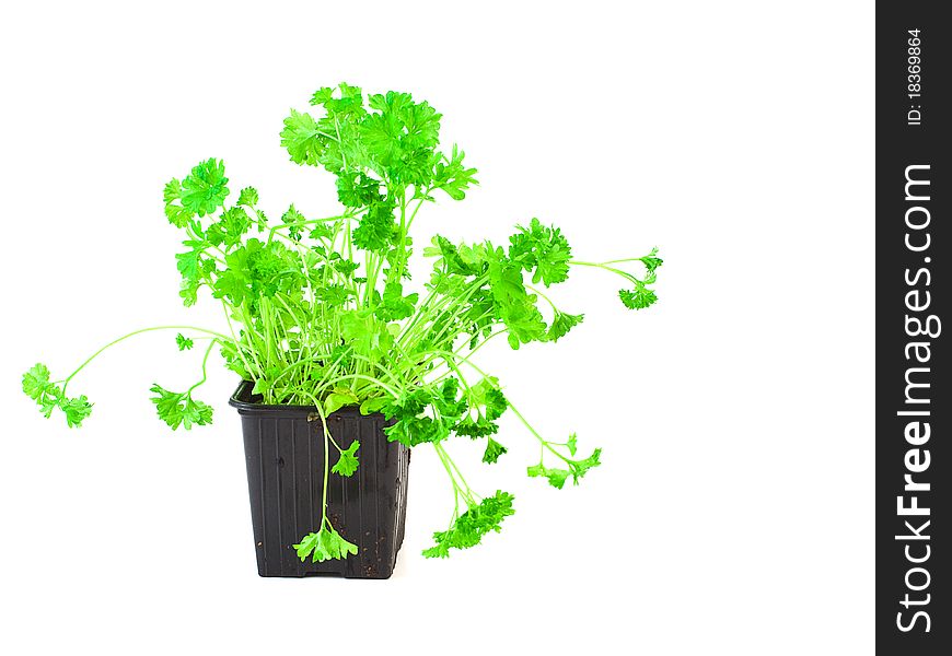 Natural green parsley isolated white background. Natural green parsley isolated white background