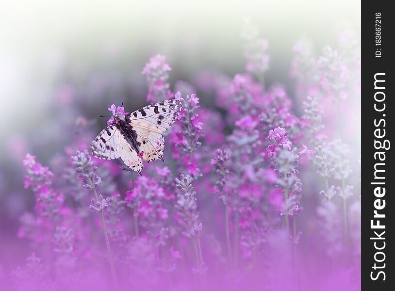 Beautiful Nature Background.Abstract Wallpaper.Celebration.Artistic Spring Flowers.Art Design.Violet Color.Summer, love.Butterfly.