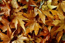 Autumn Leaves Royalty Free Stock Image Autumn Leaves Royalty Free Stock Image