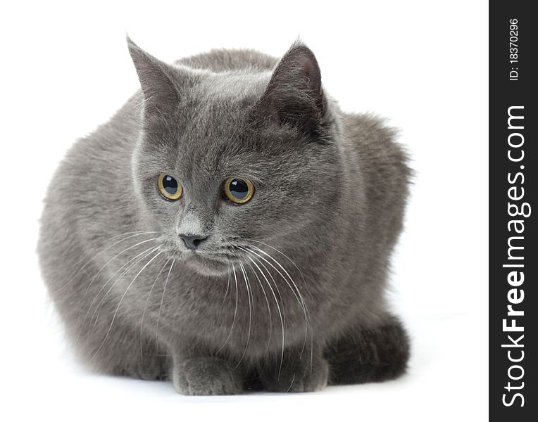 Beautiful cat breed Russian Blue on a white background