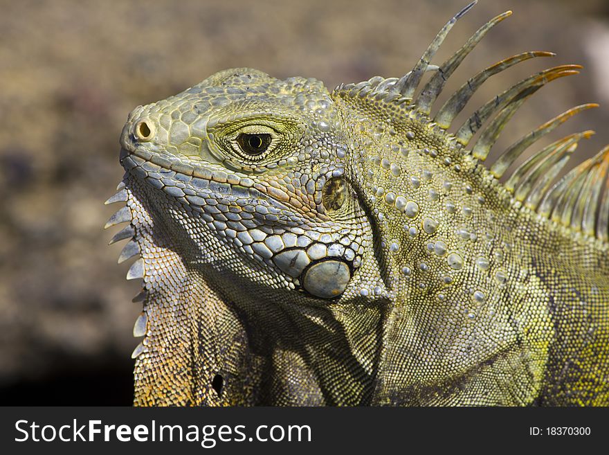 Iguana Head Closeup