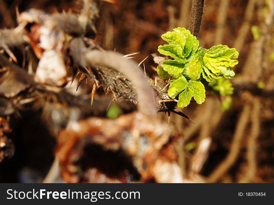 New leaves just opening for the sun. New leaves just opening for the sun