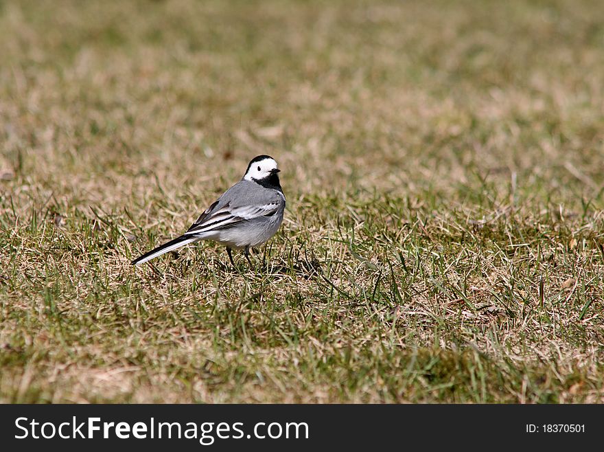 White wagtail