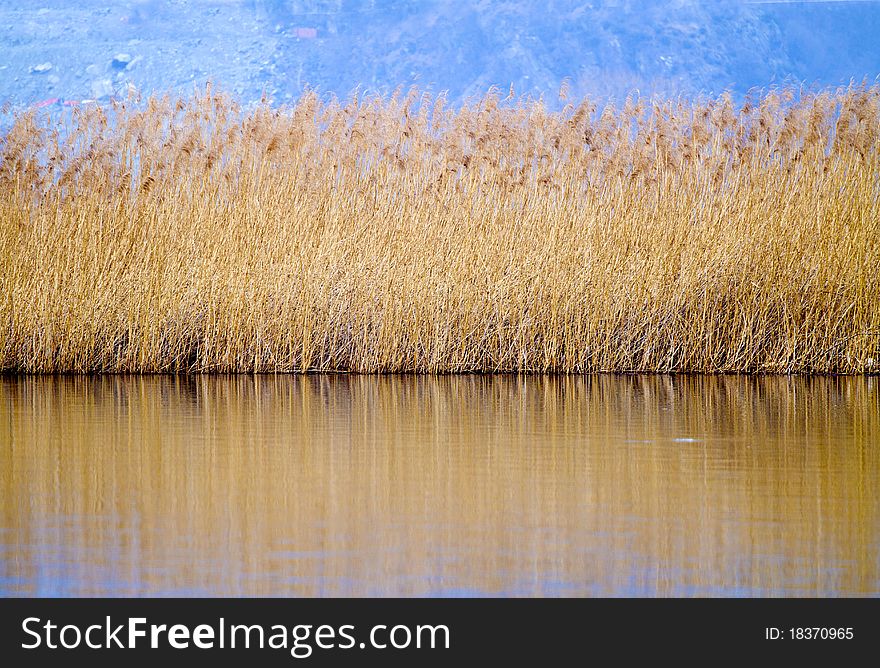 Reeds in the blue waters of Lake. Reeds in the blue waters of Lake