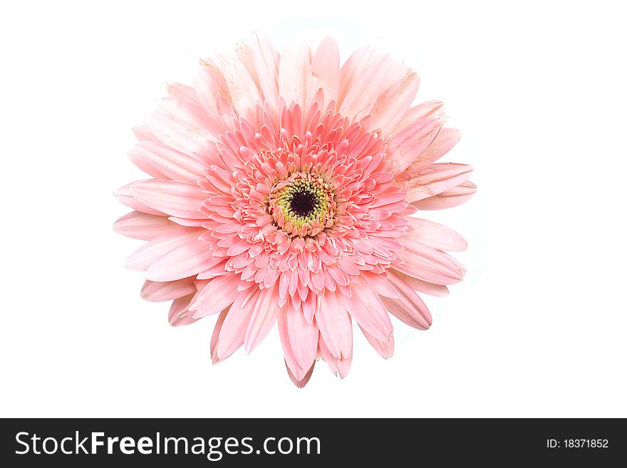 Pink Gerber isolated on white