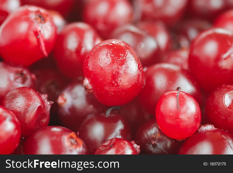 Red cranberries close-up with selective focus. Red cranberries close-up with selective focus