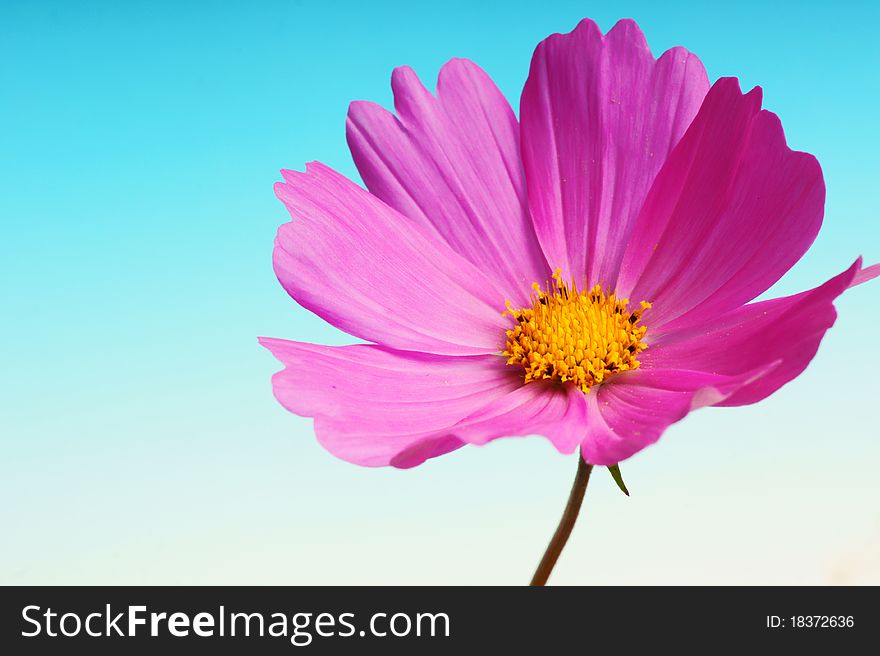 Cosmos isolated on gradient blue background