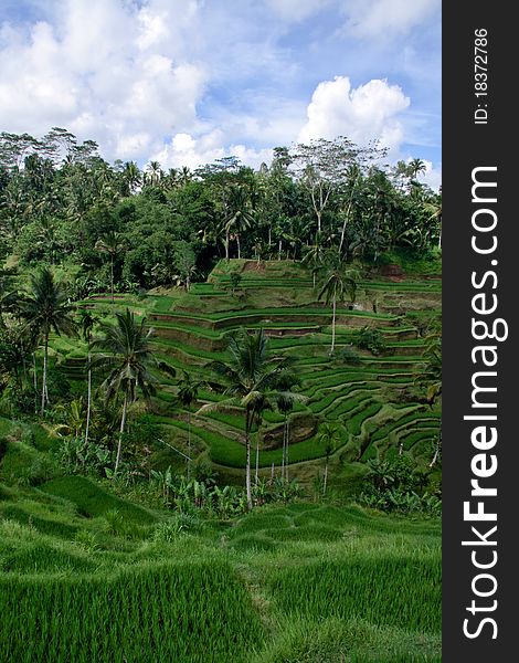 View of paddy field at Bali