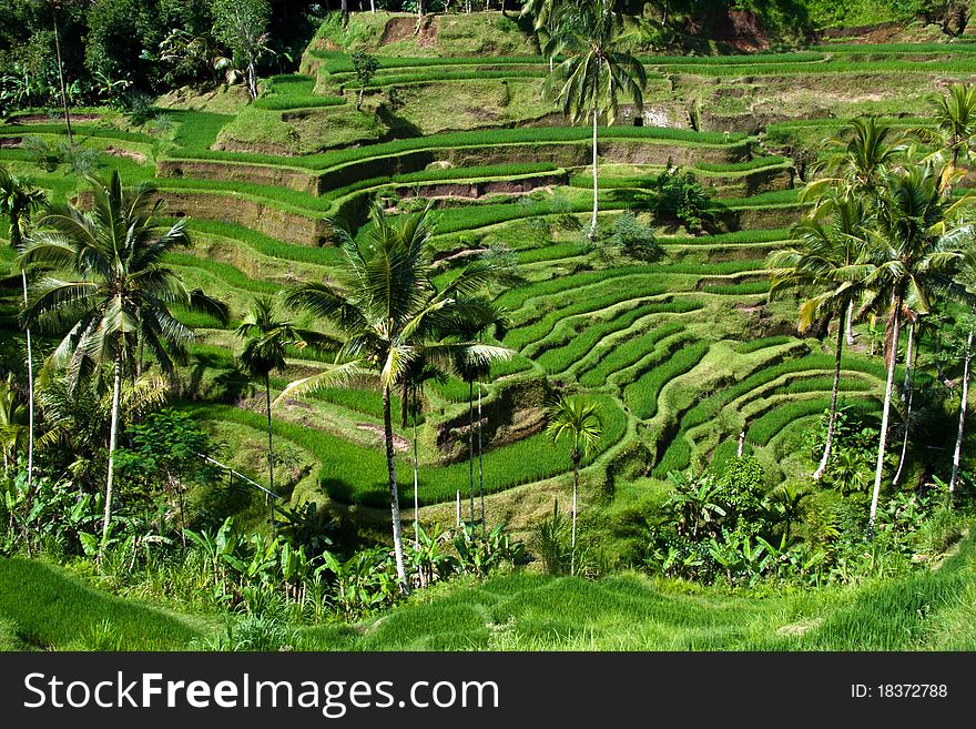 View of paddy field at Bali