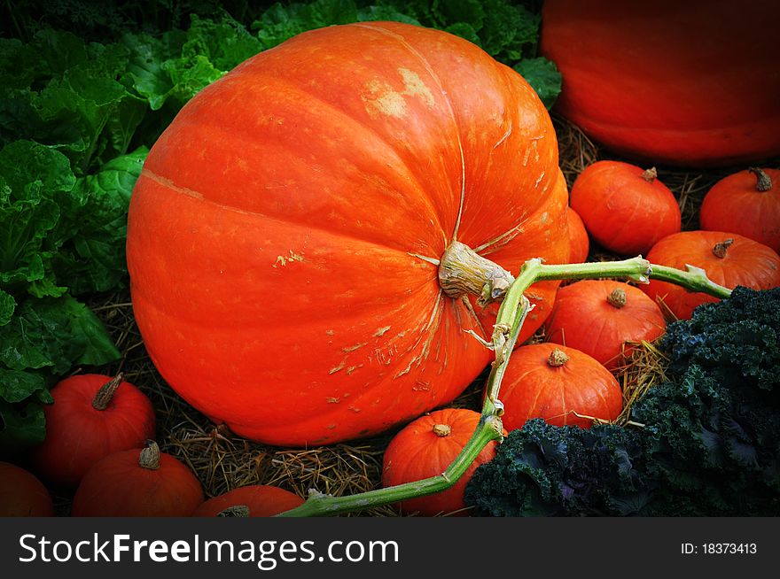 The big Pumpkin on the farm