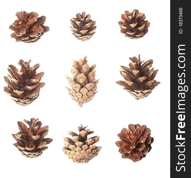 Set Of Pine Cones