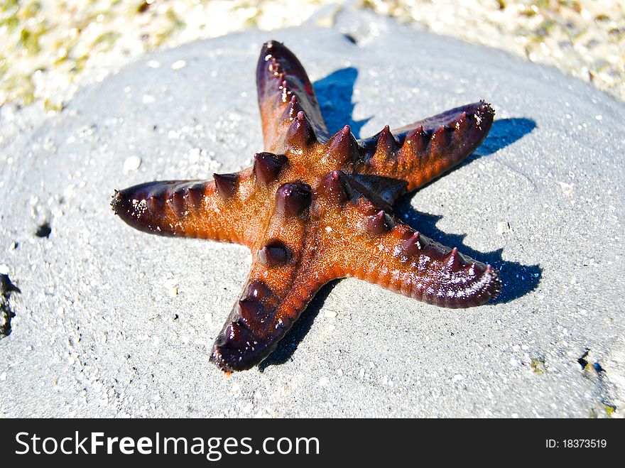Starfish, Sea, Thailand.