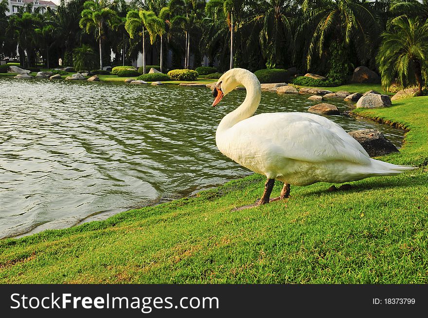 Swan on the field with lighting