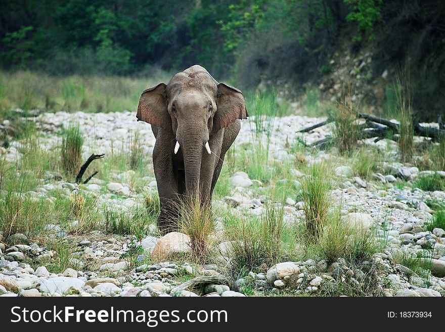 Asian Elephant Tusker