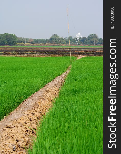 Thailand Rural Rice Field, PrachinBuri