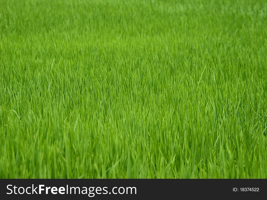 Thailand Rural Rice Field, PrachinBuri