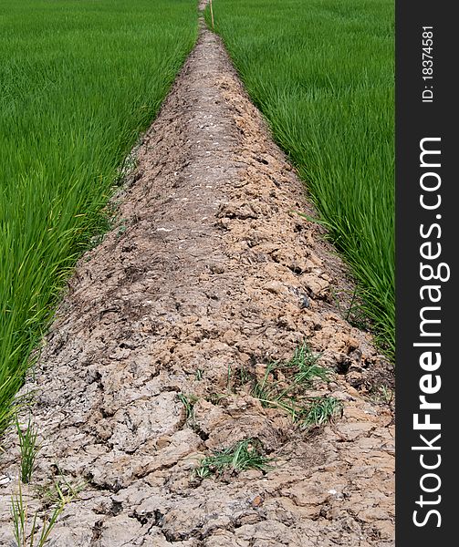 Thailand Rural Rice Field, PrachinBuri