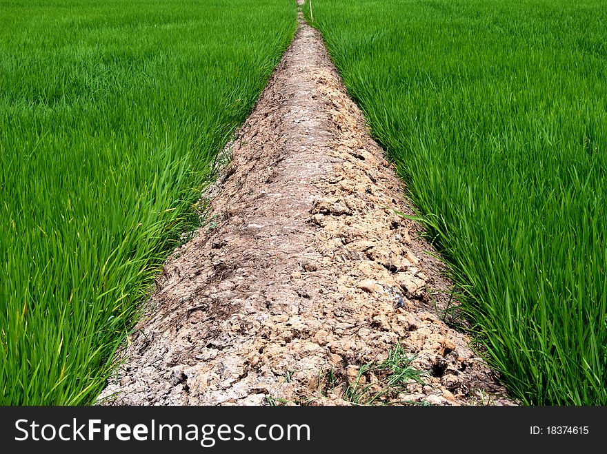 Thailand Rural Rice Field, PrachinBuri