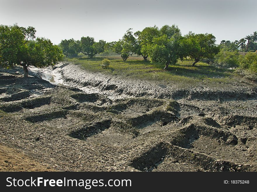 The Sunderbans is a delta formed at the confluence of the rivers Ganges and Brahmaputra with the Bay of Bengal in India and Bangladesh. It is the world's largest mangrove forest area. The Sunderbans is a delta formed at the confluence of the rivers Ganges and Brahmaputra with the Bay of Bengal in India and Bangladesh. It is the world's largest mangrove forest area.