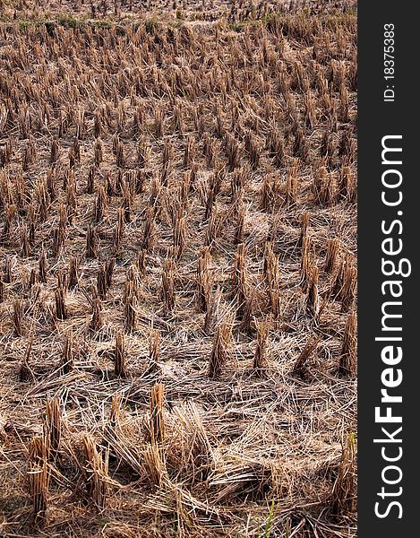 Rice fields after harvest,agriculture