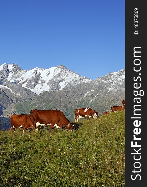 Cows in mountain on summer. Cows in mountain on summer