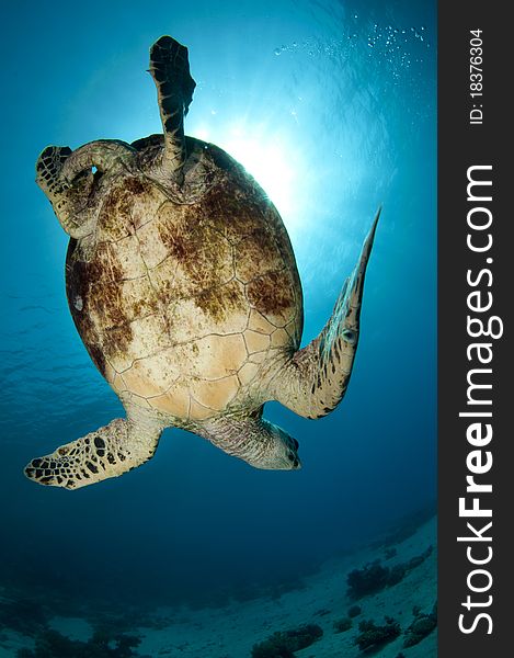 Sea turtle on coral reef in the ocean