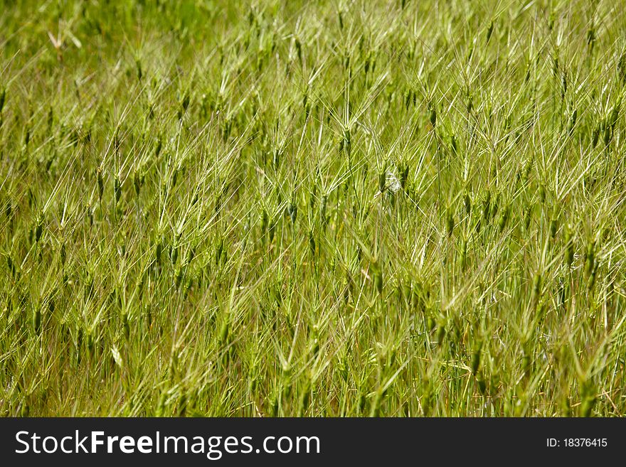 Texture of green grass spikelets. Texture of green grass spikelets