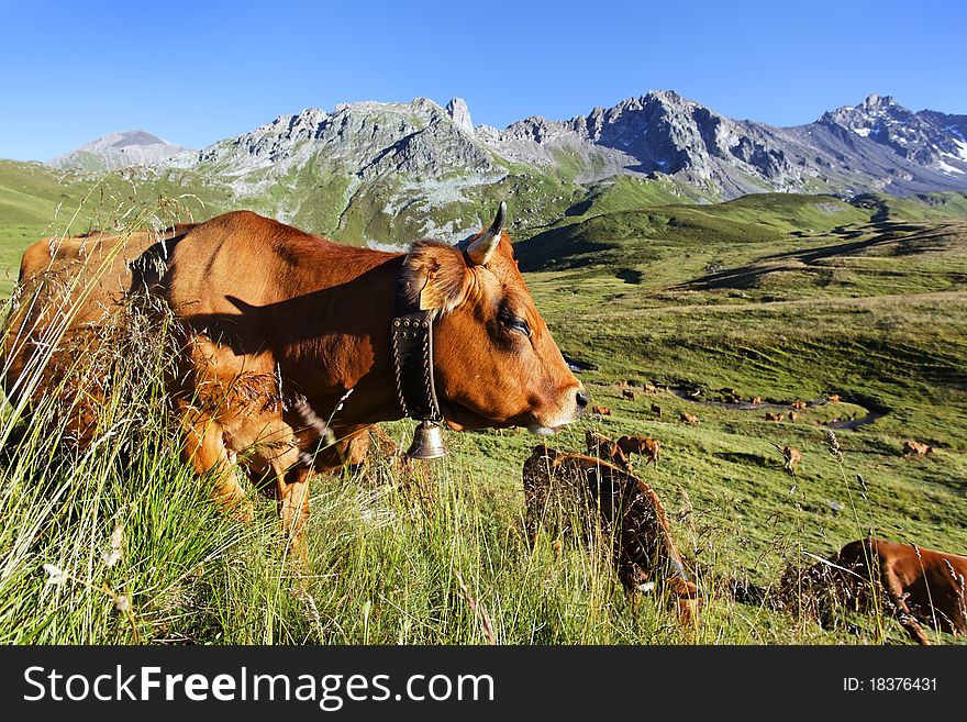 Cow in french mountain on summer. Cow in french mountain on summer