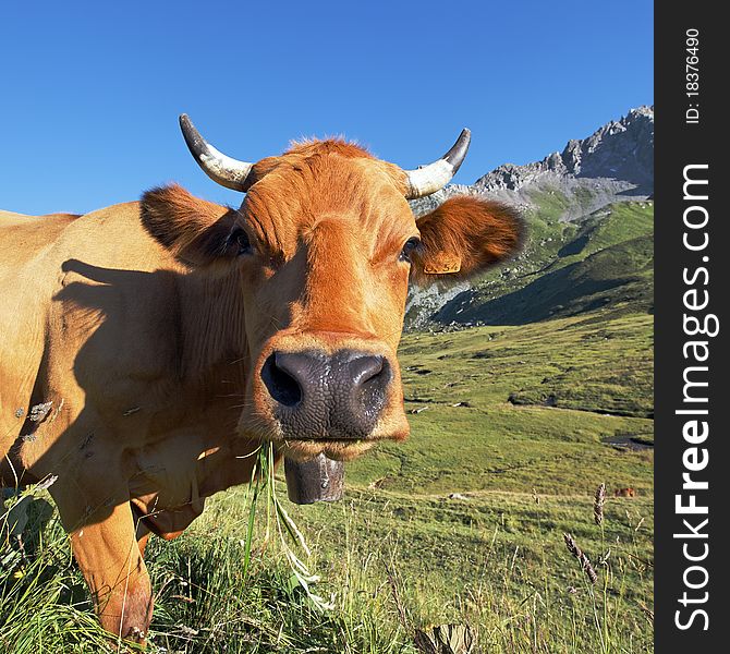 Cow in mountain on summer. Cow in mountain on summer