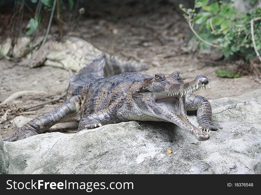 Crocodile-Peter Al-silicate in thai