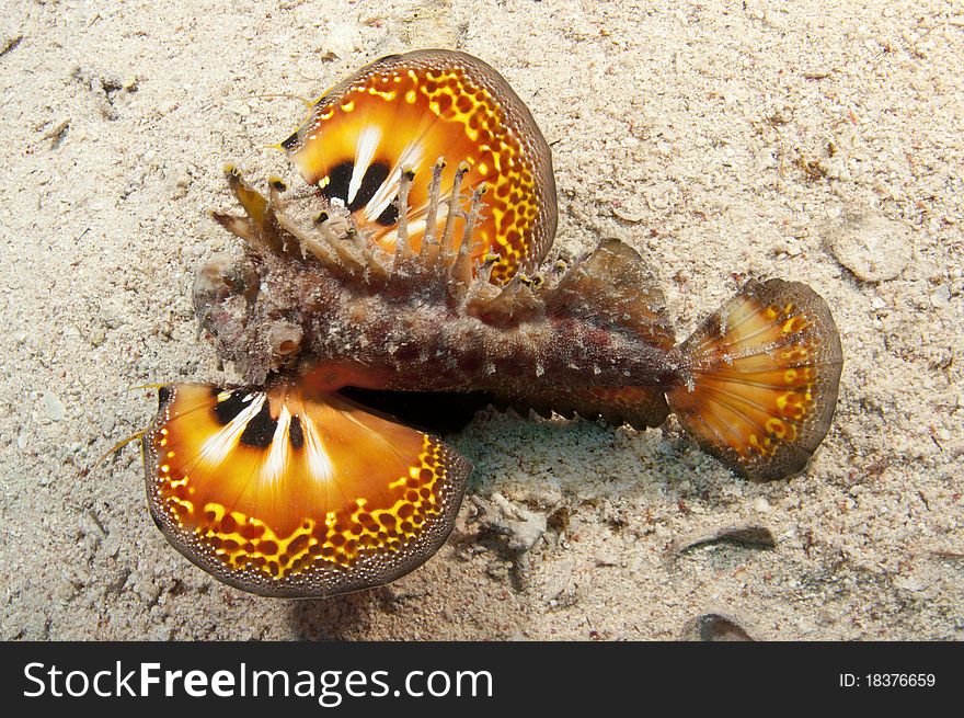 Scorpion Fish