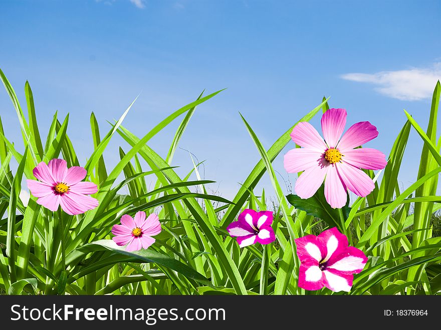 Green herb with pink flowers on background sky in solar day