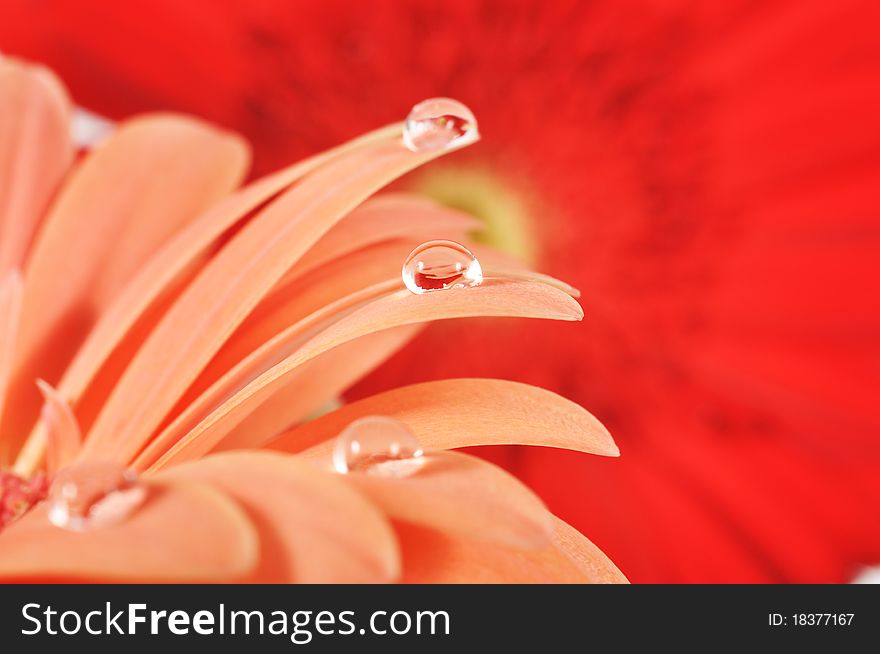 Water Drops On A Pink Gerbera