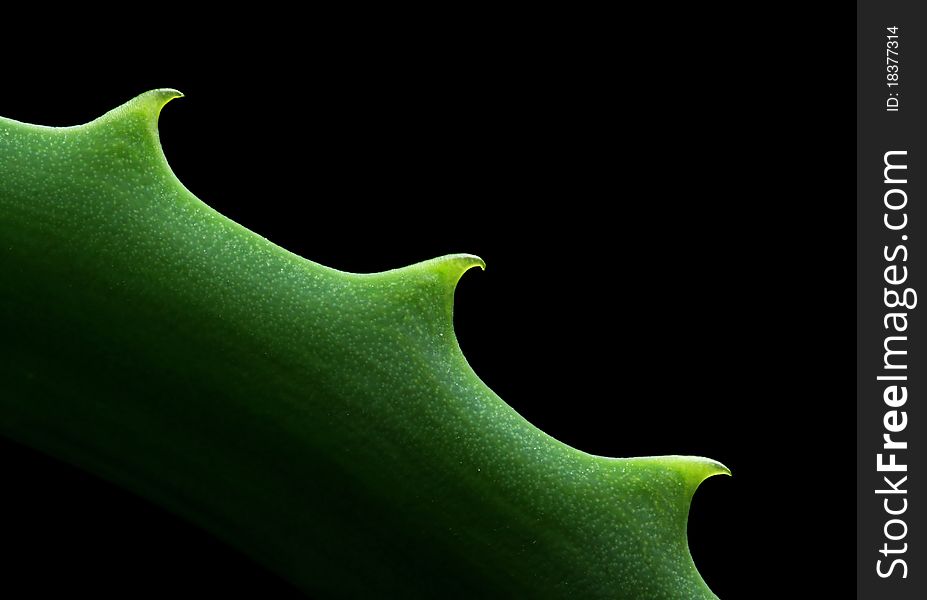 Close-up view of an Aloe vera leaf, isolated on black background with copy space. Close-up view of an Aloe vera leaf, isolated on black background with copy space