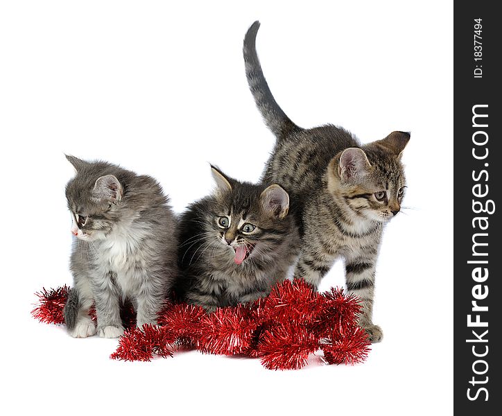 Three kittens with red tinsel on white background