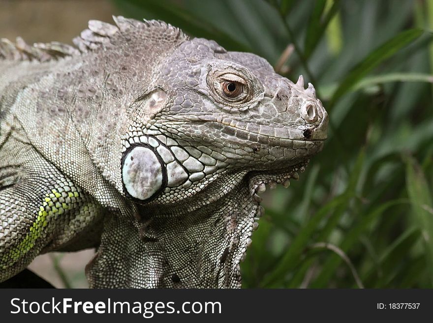 Close-up view of a Green Iguana (Iguana iguana). Close-up view of a Green Iguana (Iguana iguana)