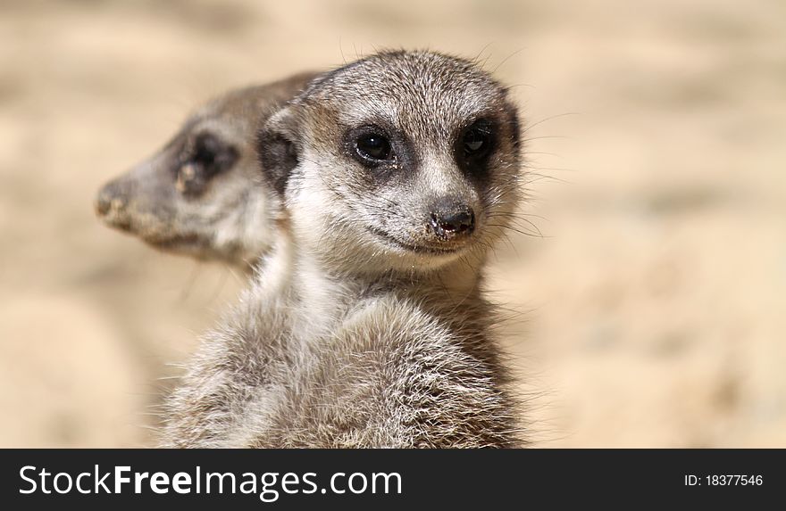 Close-up view of a pair of Meerkats. Close-up view of a pair of Meerkats