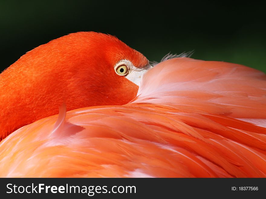 Close-up view of a Greater Flamingo. Close-up view of a Greater Flamingo