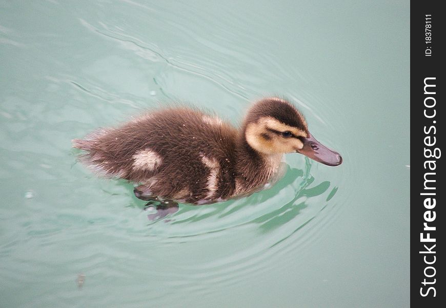 Baby duck in a lake in Austria