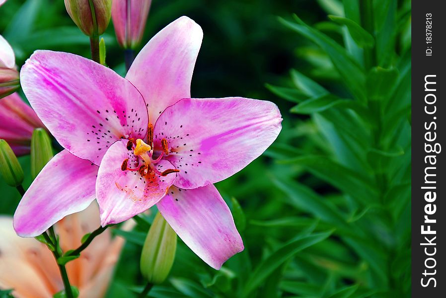 Pink Lily Closeup