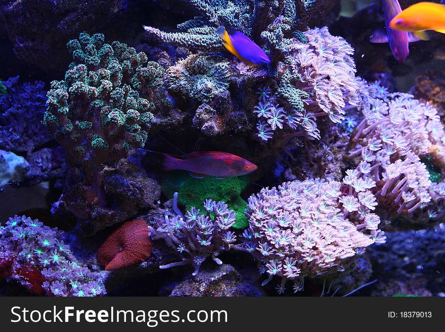 Reef And Coral