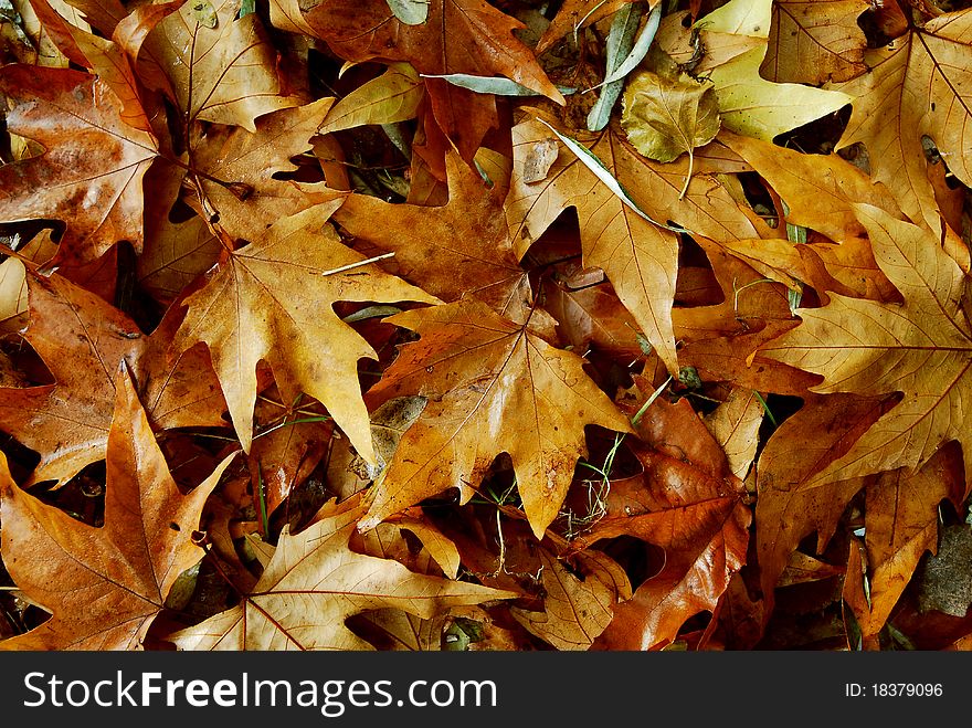 The fallen down leaves, autumn leaves