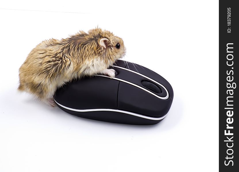 Hamster and a computer mouse. Hamster and a computer mouse