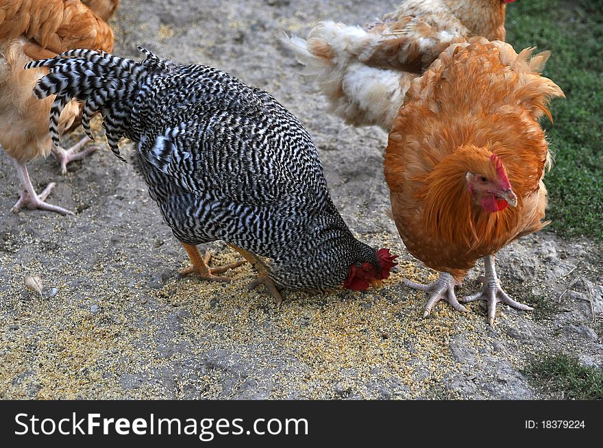 Hens pecking corn on the ground. Hens pecking corn on the ground.