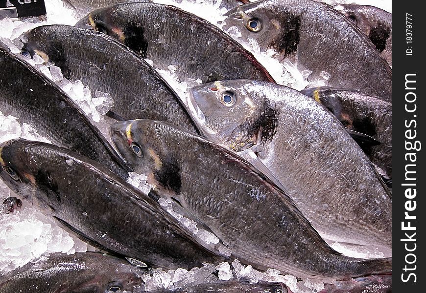 Flock of fish in the ice in a market