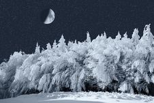Moon And Forest Royalty Free Stock Photos