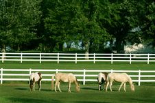 Beautiful Horses Grazing Stock Images Beautiful Horses Grazing Stock Images