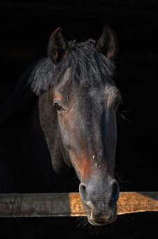Horse Stock Photography Horse Stock Photography