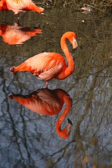 Pink Flamingo Royalty Free Stock Photo Pink Flamingo Royalty Free Stock Photo