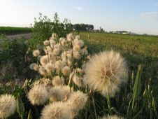 Dandelions Stock Photos Dandelions Stock Photos